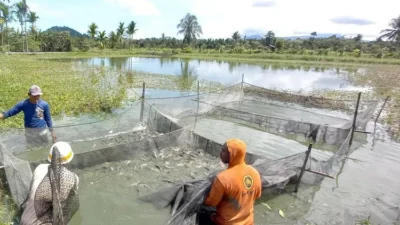 Jayapura Kembangkan Sentra Perikanan Modern UMKM Lokal
